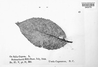 Melampsora caprearum image
